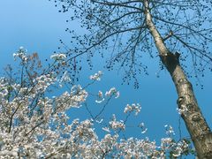 -南汇桃花村