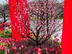 -红梅公园