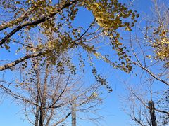 -上海吴淞炮台湾国家湿地公园