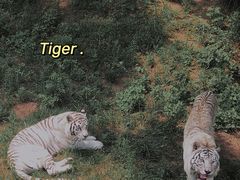 -青岛森林野生动物世界
