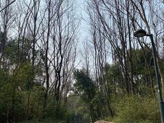 -西湖风景区-江洋畈生态公园