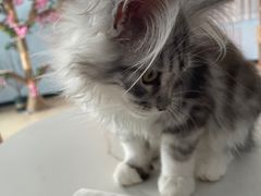 -喵宠乐园·撸猫互动·猫舍