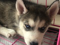 -菲尔斯特宠物医院