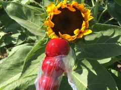 -艾溪湖湿地公园