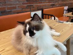 -豆逗聊愈猫阁Easy Life