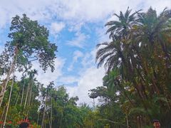 -中国科学院西双版纳热带植物园