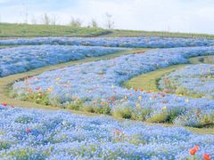 -上海滨江森林公园