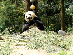 -中国大熊猫保护研究中心雅安碧峰峡基地