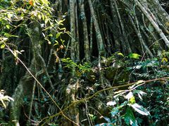 -西双版纳基诺山寨