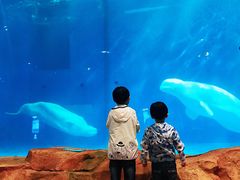 -华夏文旅海洋公园