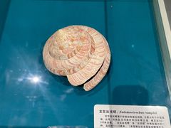 -青岛贝壳博物馆