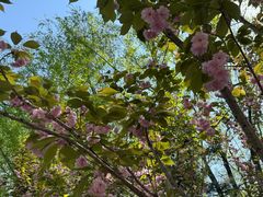 -长白岛森林公园