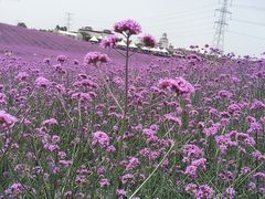 -紫颐香薰山谷景区