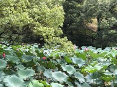 -上海植物园-4号门售票处