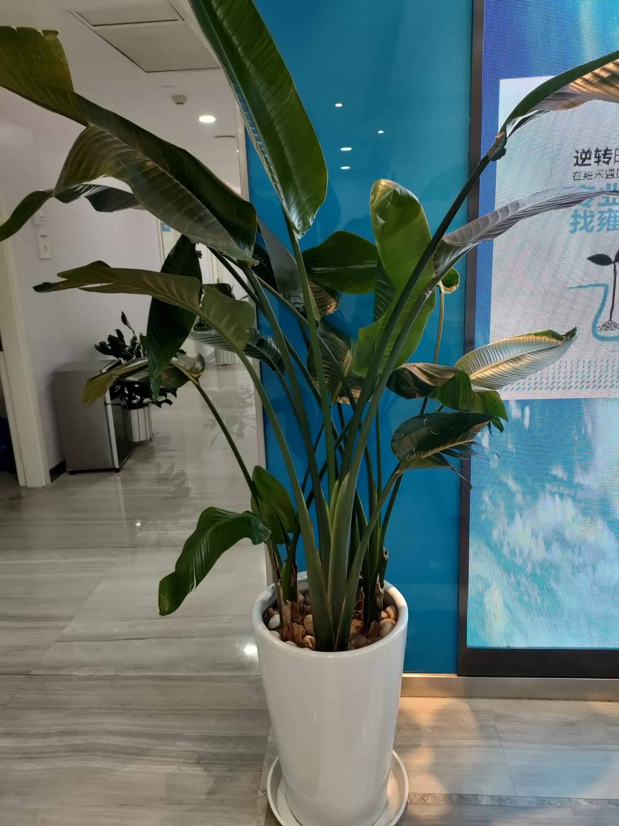 山东植物植发哪家好(山东附近植发培训学校)