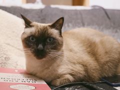 猫-About Bistro關於·泰式家庭料理