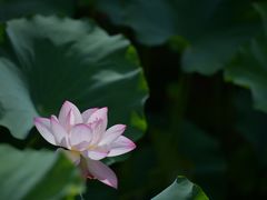 -上海滨江森林公园