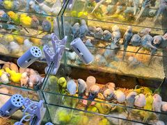 -青石桥花鸟鱼虫市场(叠翠城店)