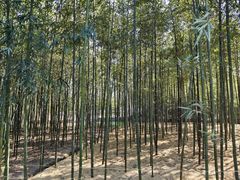 -新建村梅花