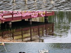 -新江湾城公园