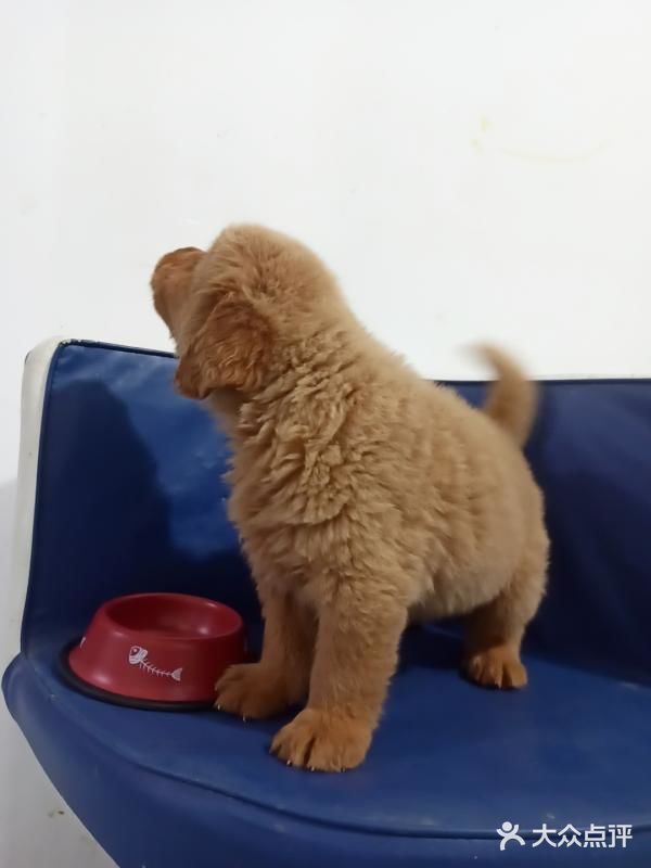 店里面的宠物都是可以售卖的，还都很健康