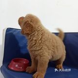 店里面的宠物都是可以售卖的，还都很健康