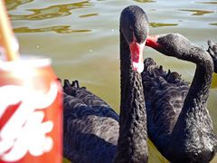 -开口笑·精选水饺