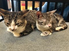 -more than meow吴止猫主题餐厅(承德 中船汇店)