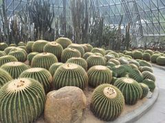 -深圳仙湖植物园