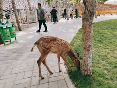 -北京鹿世界主题园
