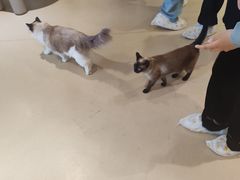 -藏猫猫咖啡主题馆(中央大道店)