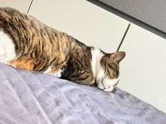 -苹果花园(金耀南路店)