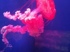 -西安曲江海洋极地公园