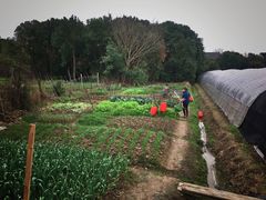 -胜丰草莓采摘园