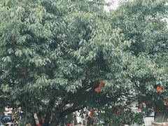 -尧坝古镇