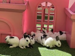 -萌宠亲子动物乐园(槐房万达店)