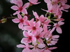 -中国科学院华南植物园