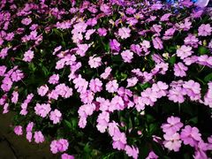 -大唐博相府酒店·陕西官府菜