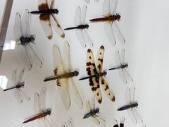-昆明动物博物馆