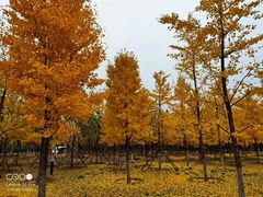 -永定河休闲森林公园