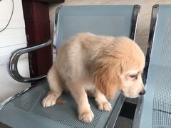 -安安宠医·安宠宠物医院