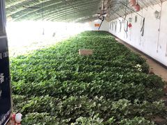 -大自然农场蔬菜草莓采摘园