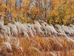 -野鸭湖国家湿地公园