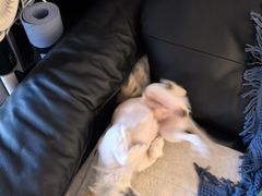 -博特宠物医院24h犬猫全科.骨科·异宠