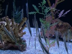 -上海海洋水族馆