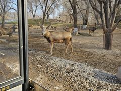 -北京野生动物园