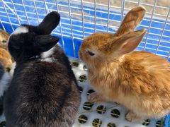 -中环花鸟鱼虫市场