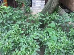 -土灶人家柴火鸡(彭州店)