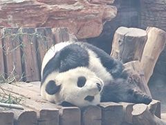 -石家庄市动物园