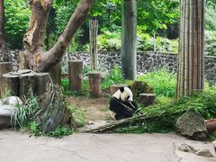 -都江堰中华大熊猫苑